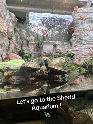 Had so much fun! Highly recommmend taking the kiddos or just going yourself! 🥹🥰 #chicagotiktok #sheddaquarium #familytime #blackfamily #toddlersoftiktok 