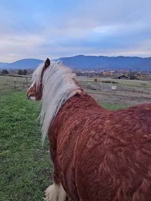 Happy Valentine's Day! #babybrenin💙 #beefcakebrenin💙 #bulldozerbrenin💙 #strawberrygypsyvanners #gypsyvanner #gypsycob #horsesoftiktok #equestrian #stallion #sootyflaxenchestnut #gotmane #gotfeather #perfectman #oregon 