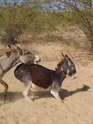 #matingdance #horsesoftiktok #donkeysoftiktok #matingcalls #animalsmating #tiktoker #tiktoker 