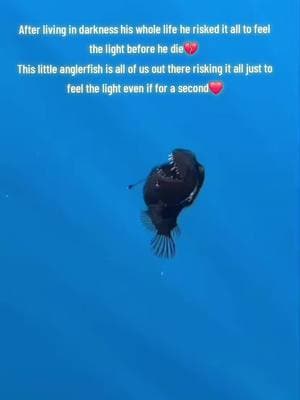 #anglerfish #devilfish #fish #ocean #marinbiology #oceanlife #fyp #fypシ #viraltiktok 