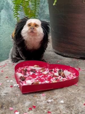 Be still my beating HEART, it’s Valentine’s Day! 💘 The Primate team treated the animals with Valentine’s Day enrichment. Our resident Geoffroy’s marmoset enjoyed a heart-shaped box of assorted berries, nuts and other yummy treats. Pancakes, the two-toed sloth in the Primate House, loved the fruits and vegetables. Visit the Primate House the next time you visit the Zoo! #ValentinesDay #marmoset #sloth #stlzoo #zooanimals #animals