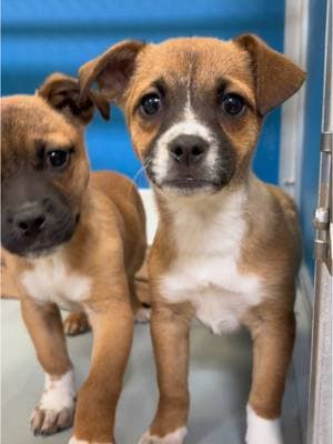 JK we’re in love all day, every day #puppiesoftiktok #adoptdontshop #aggieland 