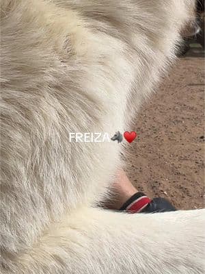 Love from Freiza♥️🥰.                  #foryoupage #fyp #keeperofthewolves #packpeculiar #wolf #wolves #mywolfpack #beautifulwolfdogs #savewolves #freiza 