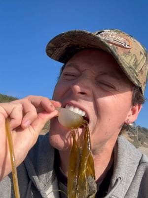 Bull Kelp is Edible but I’d recommend eating it fresh from the sea, rather than on the sandy shore. 🤷‍♂️ #animals #nature 