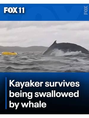 🐋 Kayaker briefly swallowed by humpback whale 😱 A wild moment caught on camera—A humpback whale briefly scooped a kayaker into its mouth off the Chilean Patagonia before quickly releasing him unharmed in the terrifying encounter. Experts say this was highly unusual, as humpbacks typically feed on krill and small fish, not kayakers! Would you call this a cool experience or a nightmare? 🤯👇 #WhaleEncounter #HumpbackWhale #KayakAdventure #StraitOfMagellan #WildNature #kayak #whale #ocean #caughtoncamera 