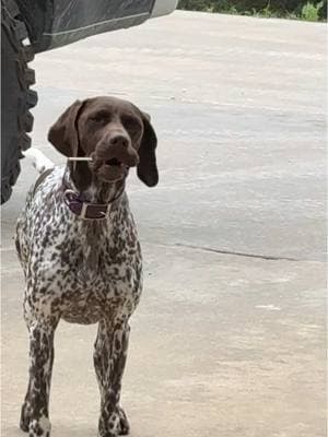 #gsp #germanshorthairedpointer #gspoftheday #birddog #fyp 