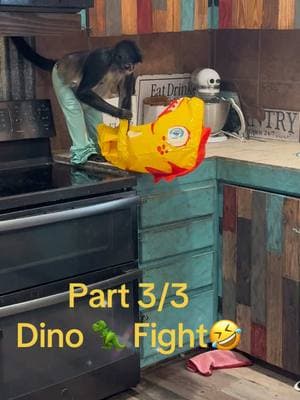 Dino down!  He lasted 5 min.  Yall didnt think the dino would win with these two did ya🤣🦖🐒 #dinodown #monkeysvsdino #fyp #thatmonkeylady #charlotteandminicoop 