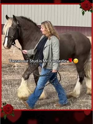 He just knows how to strut his stuff 👑 happy Valentine’s Day!  #gypsyvanner #stud #studhorse #ValentinesDay #valentine #horse #prettyhorse #wyoming #gypsyhorse 