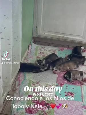 #cachorros #cachorrosdotiktok #husky #huskypuppy #huskylife #Nala #fyppppppppppppppppppppppp #paratiiiiiiiiiiiiiiiiiiiiiiiiiiiiiii #lobo #facebook #cuchufleto #perritosbonitos #perritoschiquitos #quebonitos #noviadelobo #cachorros #cachorrosdotiktok #memorias #recuerdos #inolvidable 