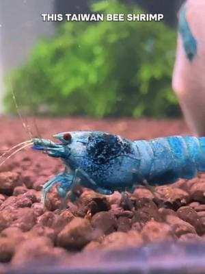 Blue Bolt #aquarium #shrimptok #shrimptank #mariosshrimptanks 