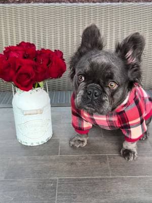 Will you be my Valentine? ❤️💗 #frenchiesoftiktok #frenchie #frenchiepuppy #frenchielife #frenchielove #frenchiebabyy #frenchy #fluffyfrenchies #fluffyfrenchiepuppy #frenchietiktoker #frenchietok #fypageシ #viralvideo #frenchiebulldog #frenchiebull #bulldogsoftiktok #bulldogpuppy #bulldogfrances #puppytiktok #ValentinesDay #valentinesdaygift #puppydog #puppytok #puppysoftiktok #puppyoftheday #valentine #frenchbulldogmoments #puppyvalentine #bluefrenchie #valentinesdayoutfit #valentinesdayphotoshoot #valentinesdayideas  