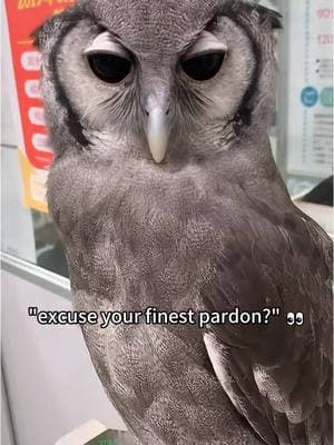 Part334丨Owl core.🦉#owl #owlsoftiktok #owlcore #funnycats #funnyanimals #petvideos #cat #catsoftiktok #fyp #usa #longervideos #cats #fypage #fypシ゚viral #fyppppppppppppppppppppppp #fypp #fypdong #fypgakni #fypsounds #fyppp 