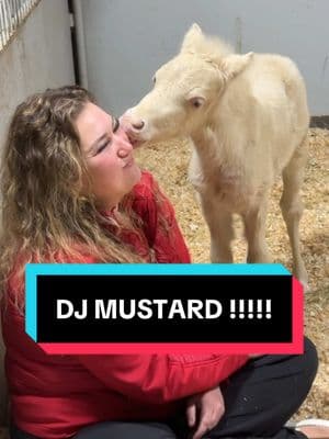 DJ Mustard is making his entrance 🙌🏼🙌🏼🙌🏼 #minihorse #miniaturehorse #minihorses #miniaturehorses 