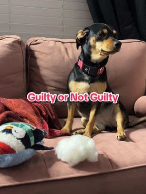 Guilty or not guilty 😳😅🐾🐾 Welcome to Court of Dog 🤣 🐾 = Guilty  🐾🐾 = Not Guilty  Raise your paw in the comments 👀 #CaughtInTheAct #DogLife #ToyTrouble #dogmom #dogmomlife 