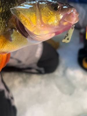 MONSTERS ARE REAL!!🤯🤯 #foryoupage #fyp #icefishing #fishing #bigfish #icefishingtiktok #jumbo #perch #fishinglife #tiktokfishing @Northland Fishing Tackle @Otter Outdoors @Striker 