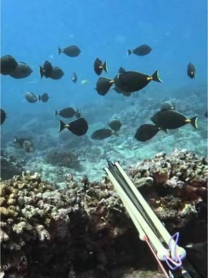 @lihikaikeawe goat herding 🎯🎯🎯 #teamventurewetsuits #venturewetsuits #spearfishing #spearos #spearfish #spearfishing_international #spearfishing_reviews  #diving #underwater#spearfishinghawaii #hawaiiskindiver #dive #fishing  