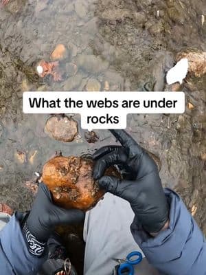 Ever flip a rock over and see webs? Thats a caddis. They weave silk into pockets that capture drifting debris as it floats down the creek. If you dig through those webs you’ll find caddis larva. The most common are green with a black head and yellow with a copper head. Once you know the color of the caddis it will better help you pick your flies. I will always drift a caddis while fishing. Usually start with that fly and if it doesn’t work, I move to other patterns. #flyfishing #entomology #fishing #learntoflyfish #fisherman #fishermen #flyfisherman #simms #simmsflyfishing #lidrig #orvisflyfishing #fullingmill #troutfishing #troutflyfishing #fishingtips #caddislarva 