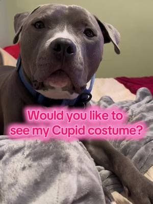 #ValentinesDay #valentines #pawlentinesday #dogsoftiktok #dog #dogsoftiktok #staffy #pitbull #phillypibblebros #fyp #foryoupage 