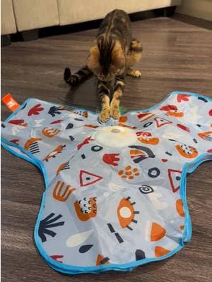 Best Cat Toy Ever 😻 #cattoys #TikTokShop #juegosparagatos #michis #catsoftiktok #cats #catlover #fypシ #brunomccrazy #karene135 #cutecat #cutecatsoftiktok #petlover 