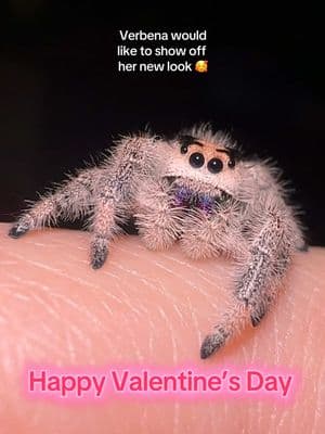 Happy Valentine’s Day 🥰💜  #jumpingspider #myspooders #jumpingspideroftiktok #phidippusregius #regaljumpingspider #verbena #ValentinesDay #happy 