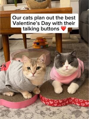 They planned out the most purrfect Valentine’s Day 🥹❤️ #cats #talkingcats #ValentinesDay #cutecats #britishshorthaircat #britishshorthair #smartcat #talkingbuttons #kucing