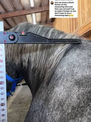 Replying to @Cecilie Except he’s too tall for that measure stick. It only goes to 18.0 hands. We only used it for the bubble level. 🪜🦵📏 #Rock #tall #bighorse #percheron #draft #drafthorse #draft #drafthorse #bigboy #mylegsweretoolong #tallguy #height #tallguy #fyp #big #measure 