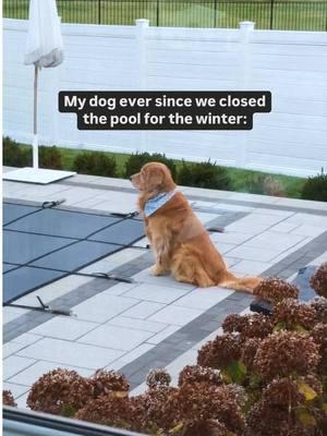 The heartbreak of the century 💔 #goldenretriever #dogsoftiktok 