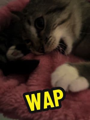 WAP 😹 #olivekrueger #rescuekitten #kittensoftiktok #talkingkittycat #catstuff #tiktokkitten #funnykitten 