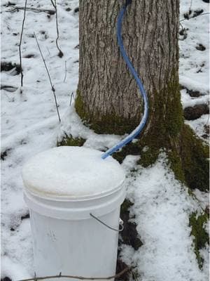 Day 10ish of Maple Tapping Season: Snow & Sap!!!  How many gallons of sap do you think we have collected since we made maple syrup last week?  #maplesyrup #maplesyrupseason #mapletapping #homestead #liveofftheland 