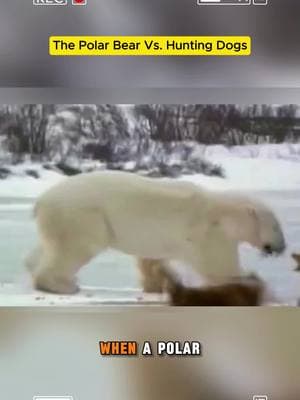 The Polar Bear vs. Hunting Dogs #polarbear #dogs #animal #wildanimals #fyp 