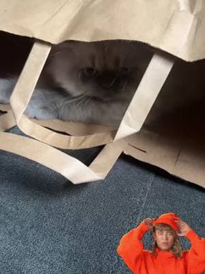 #CapCut the cool bag #traderjoes #cats #catsoftiktok #persian #persiancat #persiantiktok #himalayan #cute #cutecats #cutebabies #catlover #kitten #kittentok #kittenrescue #kittencat #kittensofinstagram 