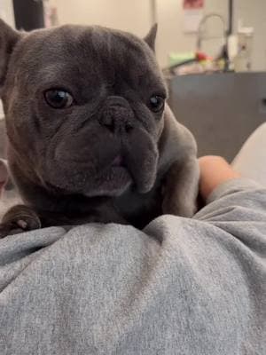 Mr Lover Boys😍 Credit: @MustBeDumbo  . . . . . . #frenchiepupies #frenchielife #frenchielovers🐾 #frenchielove #frenchie #frenchiesoftiktok🐾💕 #frenchiebabyy 