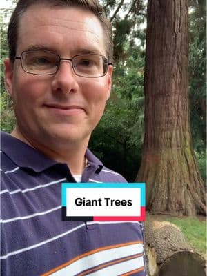 Today I am grateful for giant trees! There aren’t very many left anymore, but when you can find them, they are truly impressive and majestic!  I’m adding some old growth forests to my bucket list! #gratitude #todayiamgrateful #gratitudejournal #oldgrowthforest #thankfulfor 