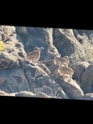 West Texas Aoudad Sheep Come Hunt H.E. Sproul Ranch  #royhurley #sproulranch #hunthesproulranch #kuiu #kuiunation #kuiu_official #ranchlife #KeepRanchin #foryoupage #outdoorsmans #aoudad #aoudadhunting #westtexasaoudad 