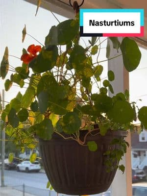 Nasturtiums are so easy to grow and useful. Please let me know if you have more questions. I truly love growing these! 🌺 #OptimisticKitchen #grow #makeyourkitchenyourhappyplace  #ReduceFoodWaste  #GrowFood #growyourfood #pottedgarden  #growingfoodinpots #growinpots  #containergardening #containergardener #fyp #foryou #gardentiktok #gardentok #nasturtium  #growfoodincontainers  #creatorsearchinsights 