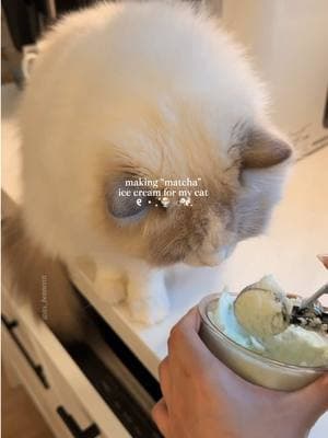 I think he liked it!! 🍵🍨 I’ve been making myself matcha ice cream, so I thought “why not ice cream for cats?? 🙈”  #catsoftiktok #icecream #ragdollcat #catfood #cattreats #pettreats #ninjacreami #catlovers #catmom #catparents #petlovers #homemadeicecream #homemadetreats #catfriendly #spoiledcats 