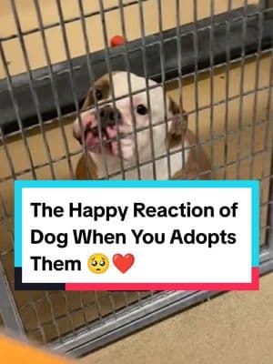 Dog's priceless reactions when someone adopts them 🥺❤️ #dog #dogsoftiktok #doglover #dogs #doggo #dogtok #adopt #adoptme #shelterdog #heartwarming #wholesome #reaction #fyp 