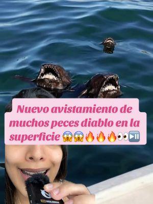 VIDEO DE NUEVO PRESUNTO AVISTAMIENTO DE MUCHOS PECES DIABLO EN LA SUPERFICIE DE 📍TENERIFE ESPAÑA ⏯️‼️😱👀😳  este video está súper viral!!! Confirmen 🔥🔥🔥🔥#greenscreenvideo #buevoavistamiento #pezdiablo #pezdiablo👹 #pescadodiablo #avistamiento #costasdetenerife #españa #noticiastiktok #noticiaimportante #loultimo #loultimo🚨 #atencion #todos #paratodosdetiktok♡ #paratodosustedes #yotelocuento #aquitelocuentotodo #contexto #noticias #noticia #noticiaimportante #pezdiablo #evil  #avistament #oarfish #blackdevil #blackdevilfish #pez #pezcado #badfish #parati #paratiusa #paratipezdiablo #paratii #paratiiiiiiiiiiiiiiiiiiiiiiiiiiiiiii #paranormal #fyp #fypシ #fypage #fypusa #fyppezdiablo #fypシ゚viral #fy 