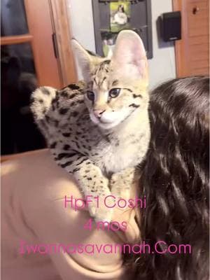 Another big baby of mine. So sweet and chill💕. Hpf1 Coshi #iwannasavannah #savannahkitten #kittenlove #savannahcat #bigcats #petoftheday #savannahcatbreeder @Nidia Aguilar22 