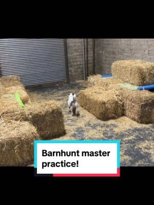 Is Lottie ready for master? No. Have I entered her in two trials next month? Obviously. 🤣 #dogsports #DogTraining #barnhunt #preydrive #jackrussell #jrt #terrier 