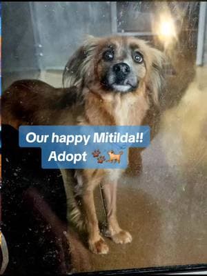 Shelter to Home, Adopt! Matilda #RIPMax #cute #sweet #Matilda #MatildatheDog #Dogs #shelterdogs #adopt #maxthechihuahua #maxandcompany  #Luna #TibetianSpaniel #Tibetianspanielmix #Tibbie #tiktokdogs #cute #pets #Love #puppy #pup #justbecause #fyp #🐕 @Tiger_the_Cat 