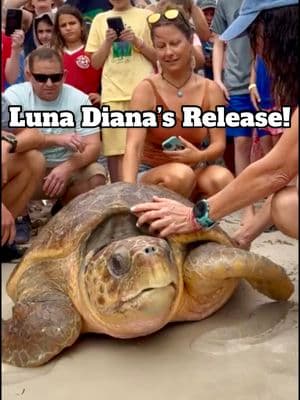 Luna Diana’s Release! 🌊🐢 Luna Diana, a gorgeous 270-pound adult female loggerhead sea turtle, was released this morning off Key West, Florida! 🏝️ She came in around a month ago after being spotted by a recreational boater, who contacted the US Coast Guard Key West Sector. Our team met them at the dock with the Turtle Hospital ambulance and brought her to the hospital for her rehabilitation. 🚑 She was covered in barnacles, and a crab could even be seen in the wound of her shell where a boat had hit her. 🦀 Treatment at The Turtle Hospital included wound care, antibiotics, fluids, and vitamins. Soon after, Luna Diana was strong and healthy enough to return to her ocean home! ❤️‍🩹🌅 #release #turtlerelease #seaturtlerelease #seaturtlebarnacles #barnaclefree #loggerheadseaturtle #loggerhead #loggerheadturtle #rescuerehabrelease #seaturtlerescue #turtle #turtlehospital #marathonturtlehospital #theturtlehospital #sea #seaturtle #seaturtles #science #nature #ocean #beach #seaturtlehospital #seaturtlerehab #wildlife #animals #fyp #seaturtlelove #savetheturtles #STEM #floridakeys #keywest #education #patient #connectandprotect #compassioniscontagious #animaltiktok #turtletok 