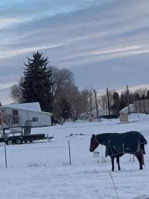 SCALLYWAGER entertaining himself in the fresh snow . #enjoylife #cowhorse #horses #horse #menace #aqha #horseplaying #reincowhorse #coltstarting #funnyhorse #coltstarter #trainingcolts #startingcolts #apha #lovewhatyoudo #snowyday #