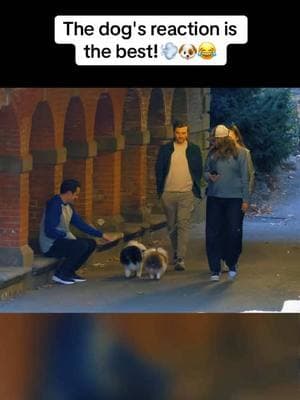 The dog's reaction is the best 😂 #fart #farting #fartprank #fartingprank #wetfart #eyecontact #guessmyfart #fartspray #fartsarefunny #poopprank #funnyprank #pilotv 