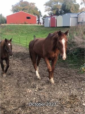 #hanoverian #warmblood #dressagehorse #sidewinders #horseinjury #sideiwndershorse #horsegirl #horserider #horseriding #chestnuthorse #importedhorse #sairas_schleich #horsejourney #horsestory #horserehab #navicularhorse #foragebaseddiet #geainfreehorse #horselove #horselover #horsesidewinders #horsetok 