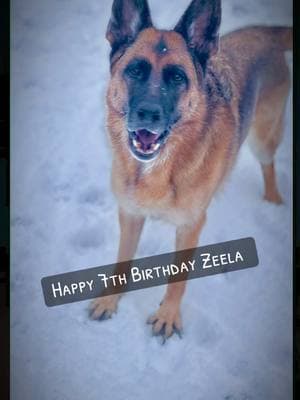 #birthdaygirl #gsdoftiktok #graystonefarmsgsd #dogsoftiktok #dogmomlife #LifeIsGood #happy7thbirthday #zeela 