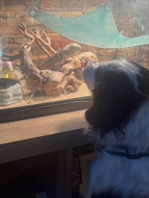 Our Bearded Dragon vs our Australian Shepherd 😂 #animalsiblings #beef #tryme #standoff #beardeddragon #australianshepherd #dog #puppy #falcor #neverendingstory #reno #homerenovation #funny #rivalry #calmdown 