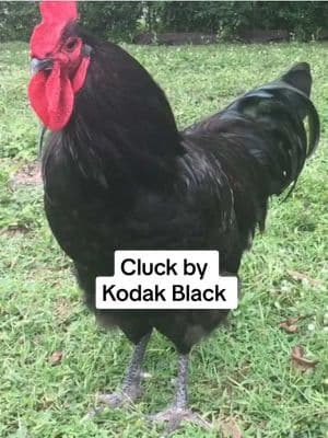 #kodakblack #chicken #chickens #cluck 