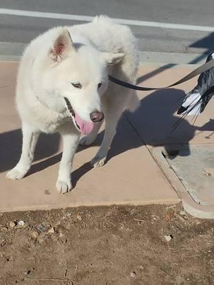 Funny Dog Video 😂 Noah the Half Husky Half Wolf Hybrid Animal was howling for me and my Friend Geri after we kept trying to get him to and glory to God #viralvideo #trending #fyp #halfwolf #halfhuskyhalfwolf #hybrid #mixedanimal #howling #funnyvideo #myjob #myfriend #glorytogod #nevergiveup #havepatience #grateful #miracle #testimony 