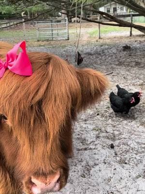 Who loves seeing a Highland cow wearing a bow?! #cow #minicow #petcow #fluffycow #minimoo #highlandcow #minihighland #cowsoftiktok #cowtok #highlandcattle #cowlover #scottishhighland #fyp #animallover #cuteanimals #hobbyfarm #scottishfold #trending #cuteness #cattle #highlandcattle #ranchlife #fluffycows #hairbow 